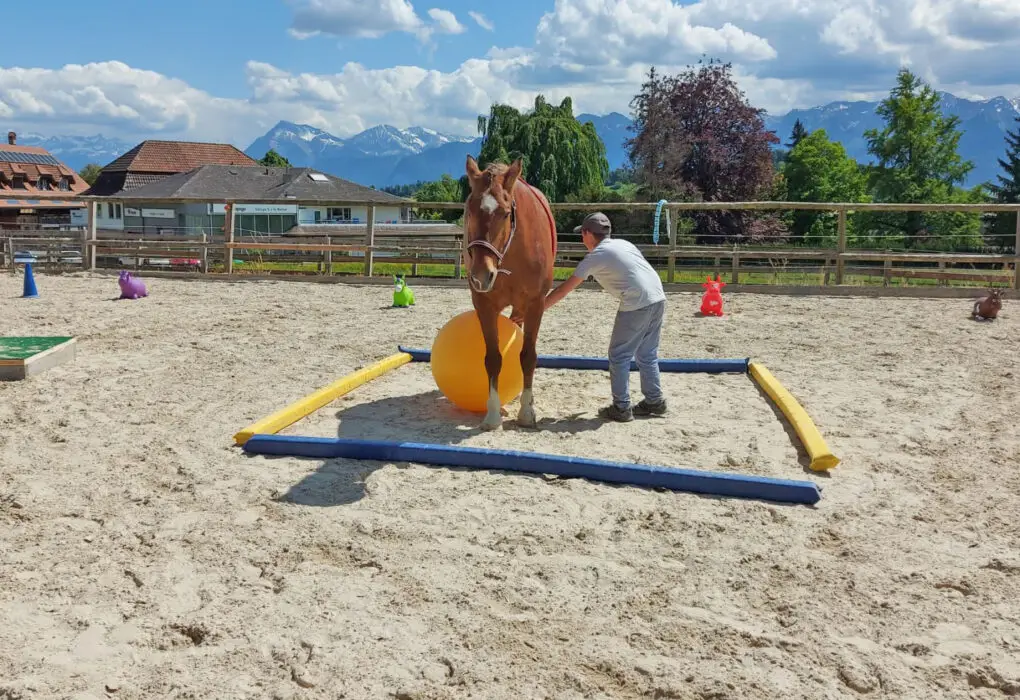 Areal mit Therapiepferd