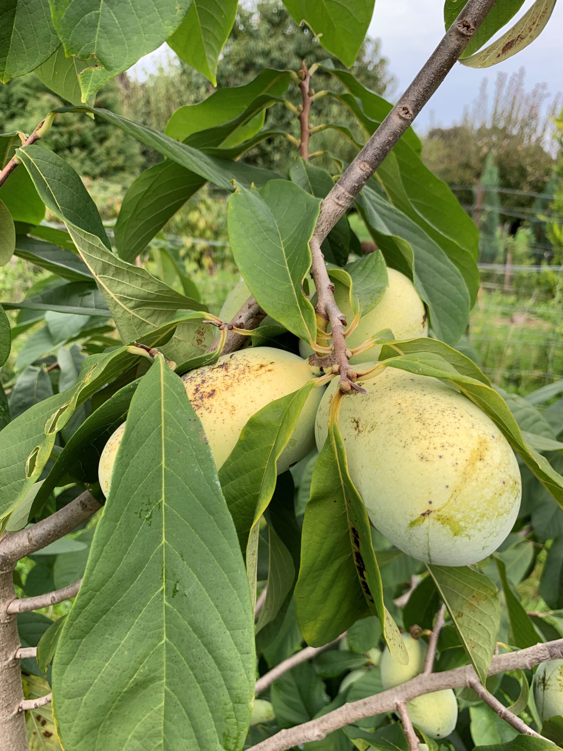 Vollreife Früchte am Baum
